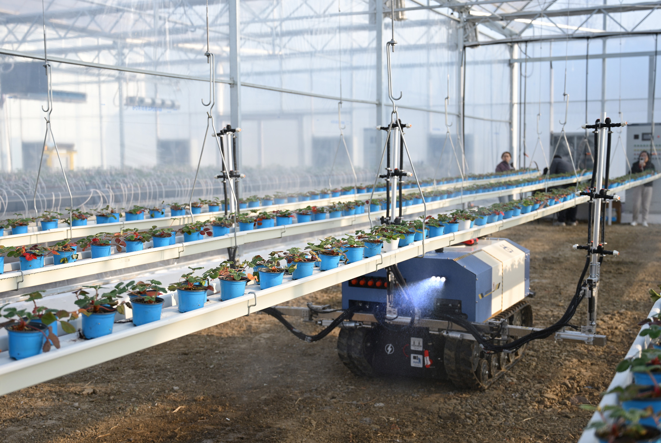 S401 tracked spraying robot operating in a glasshouse